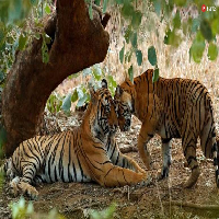 Tour della fauna selvatica in India 2023